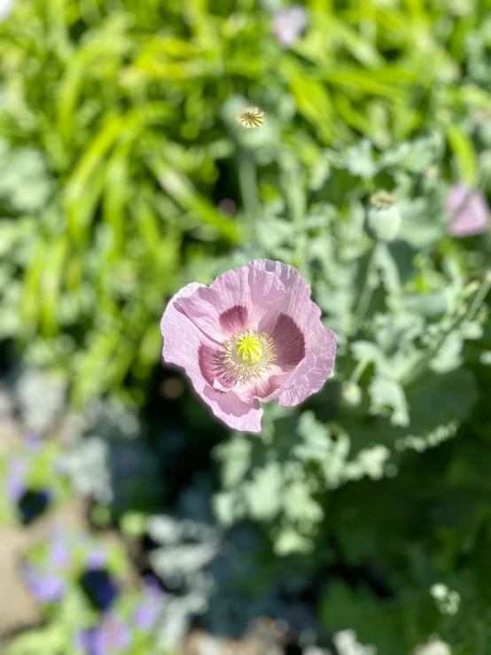 a pink flower in front of a lot of green leaves