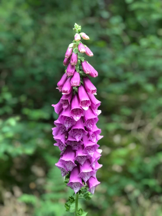 close up of a purple flower and a green background