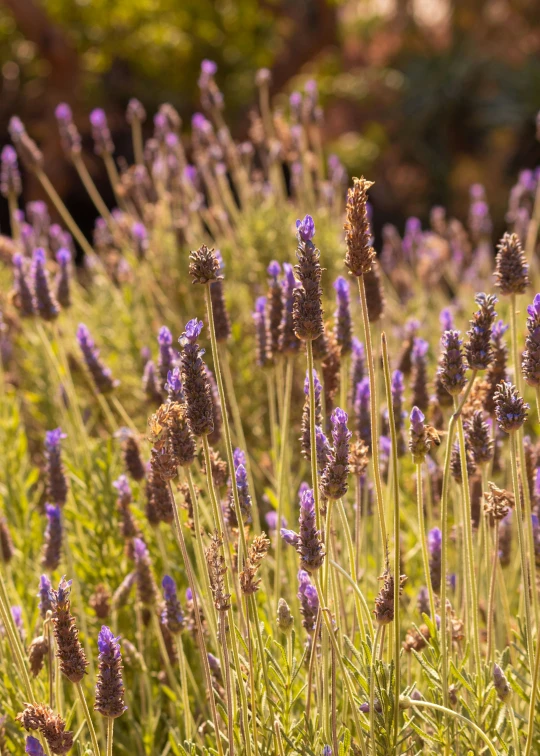 some purple flowers are in the grass