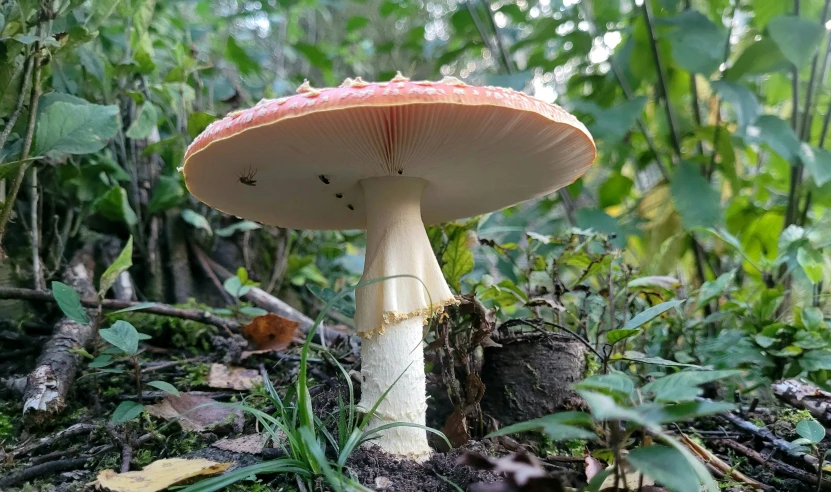 a large mushroom sits on the ground by bushes