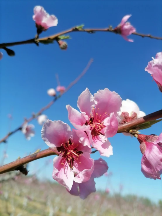 an up close po of some very pretty flowers