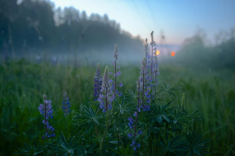 a group of purple flowers sitting on top of a grass field