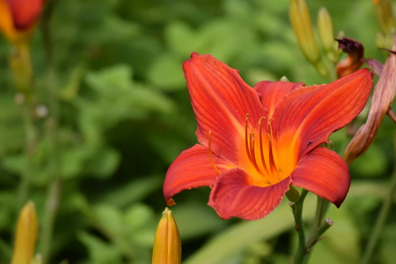 red and orange flowers in a field with leaves