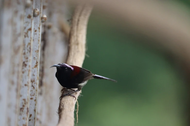 a small bird standing on top of a nch