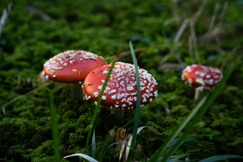 three red mushrooms in the grass near each other