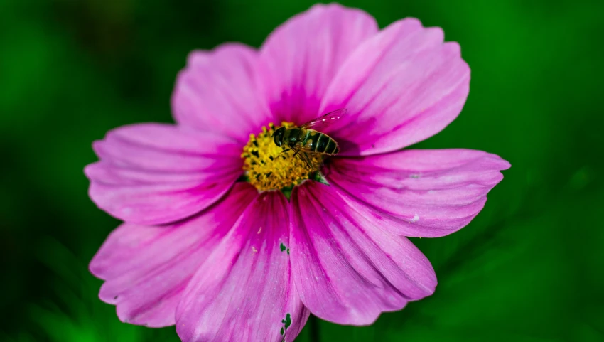 a bee resting on a flower that is almost pink