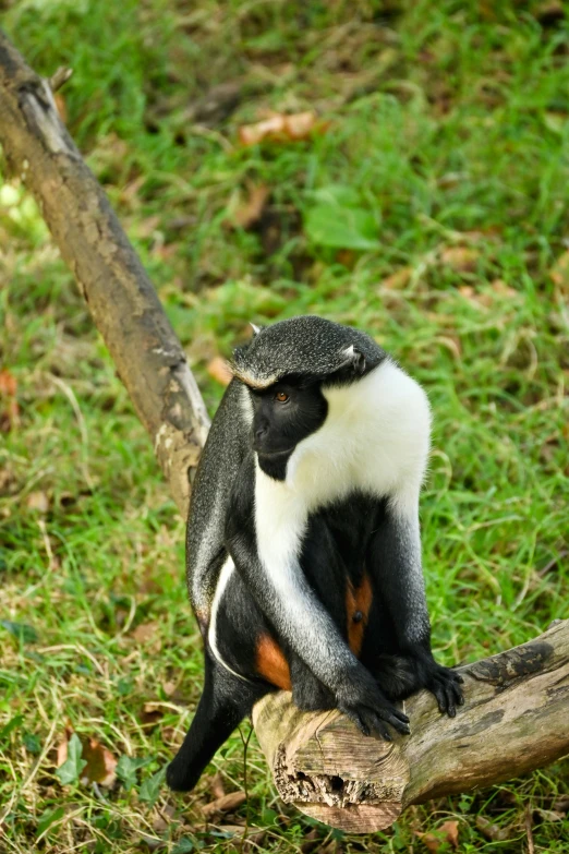 a small black and white animal sits on a nch