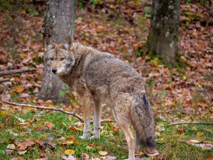 a gray wolf standing in an autumn forest