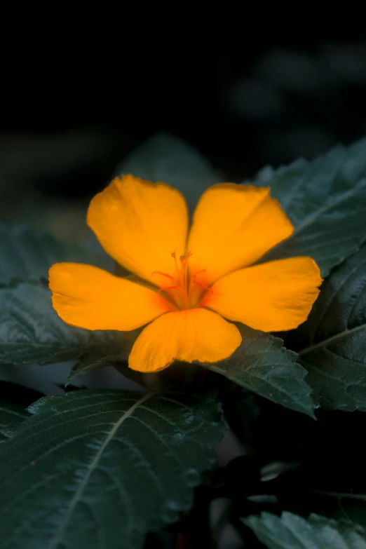 a yellow flower surrounded by green leaves