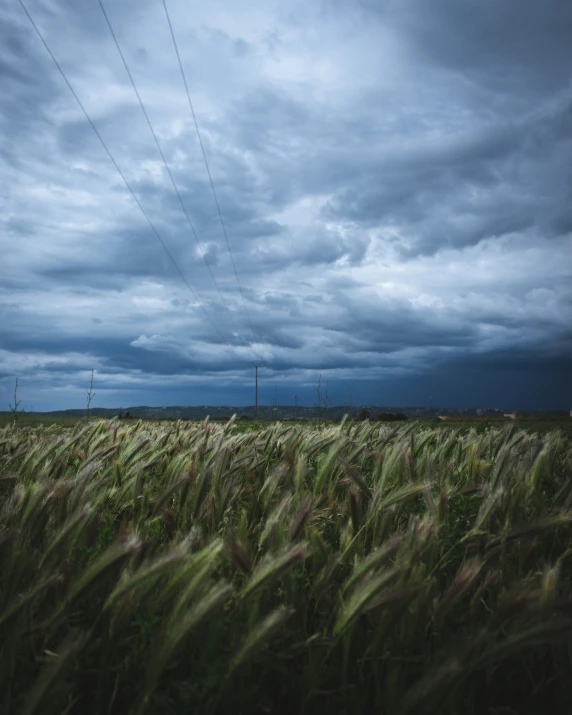 wind blowing in a field with a telephone wire in the foreground