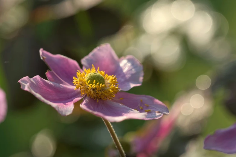 a purple flower with a yellow center is pictured