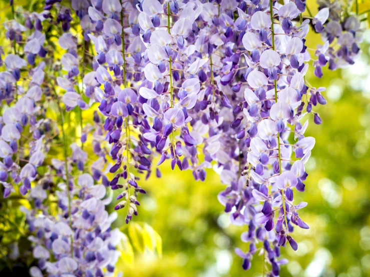 an image of purple flowers growing on tree nches