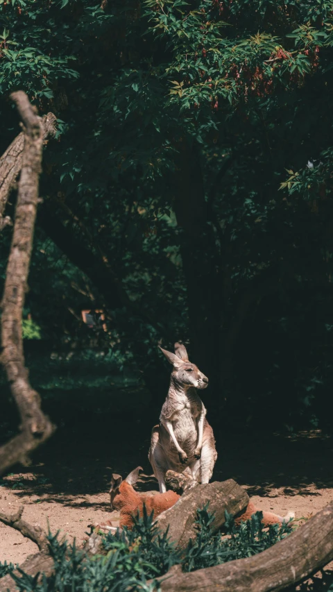 a large kangaroo sitting in the middle of the forest