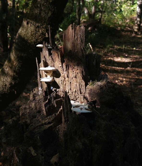 a group of mushroom covered trees in the forest