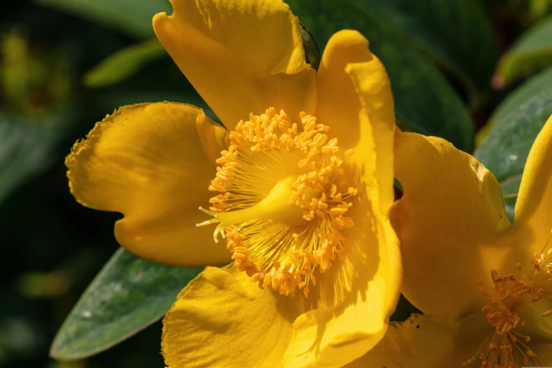 yellow flower in full bloom with leaves around it