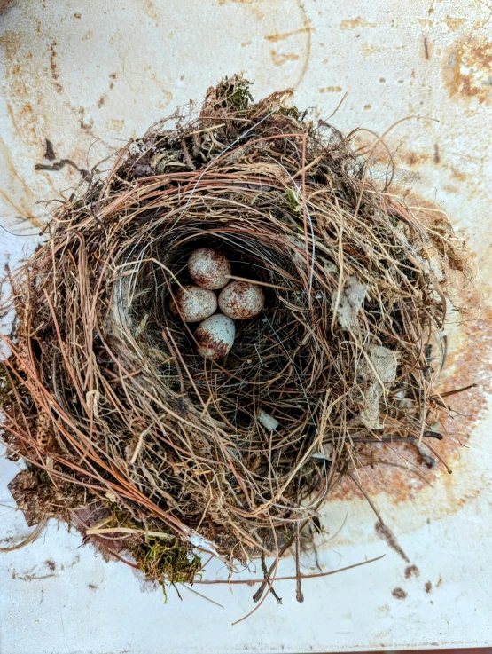 small nest with birds eggs in it with rusty metal rim