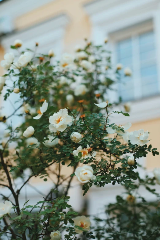 white flowers that are outside near a building