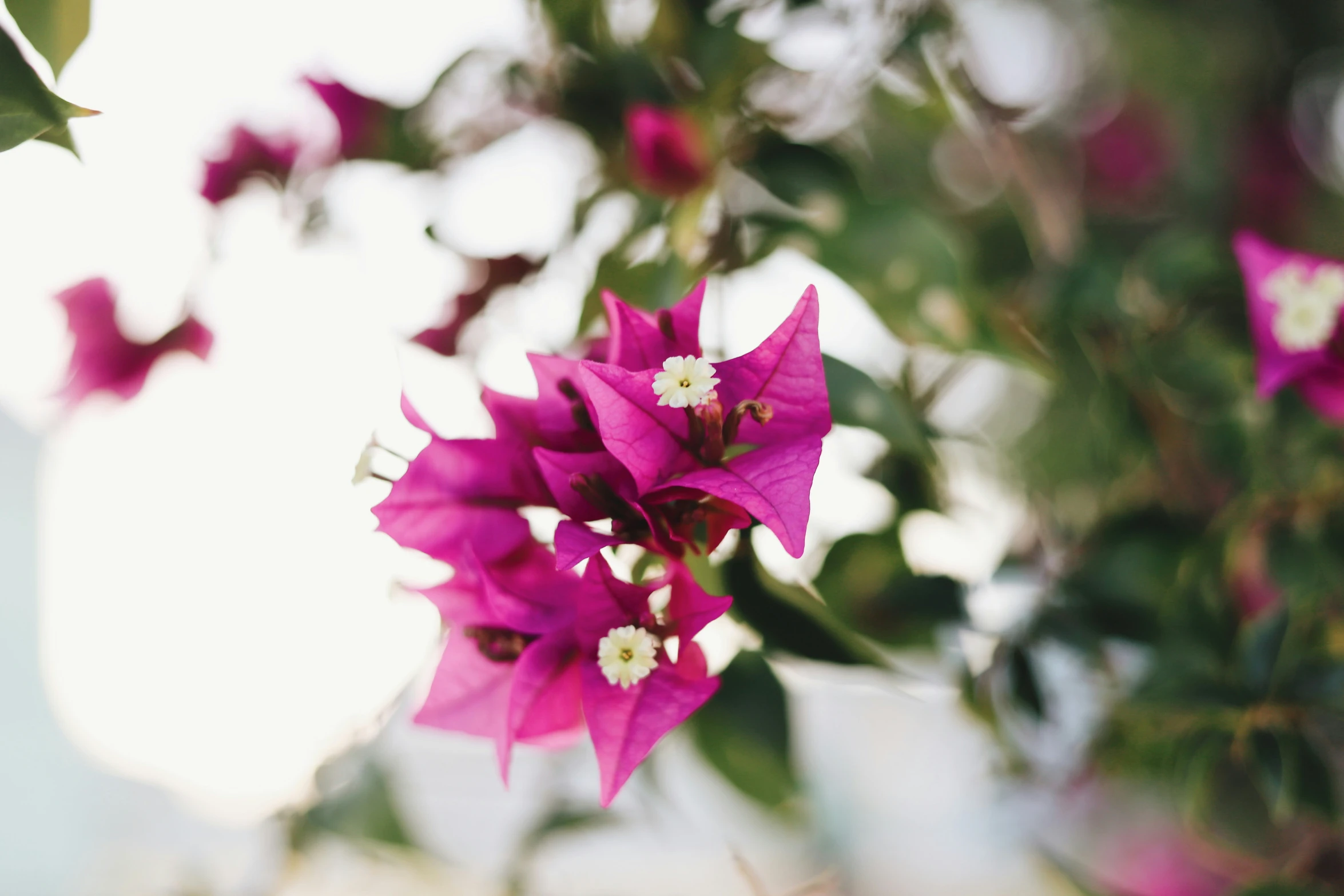 a very pretty flower by the window on a sunny day