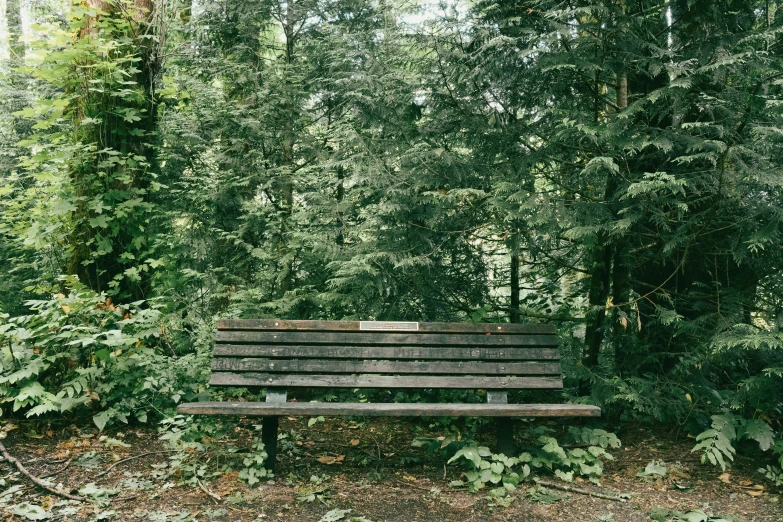 the park bench is right near some trees