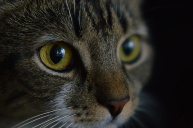 a close up s of a cat with yellow eyes