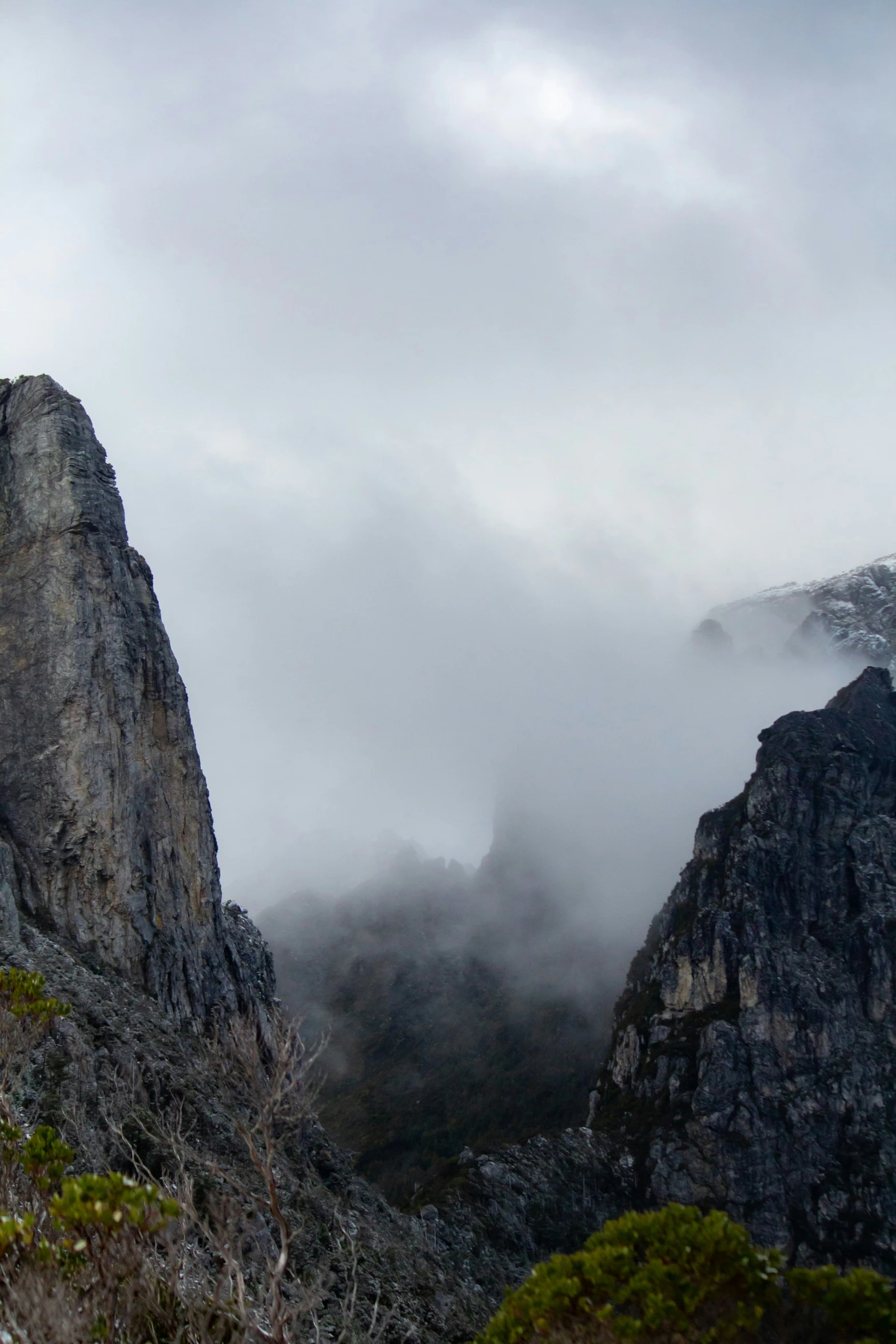 some rocks and plants in the middle of a foggy day