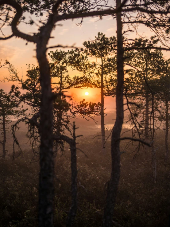 the sun is setting through trees in the forest