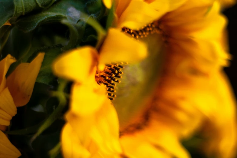 an image of sunflowers being pographed with low focus