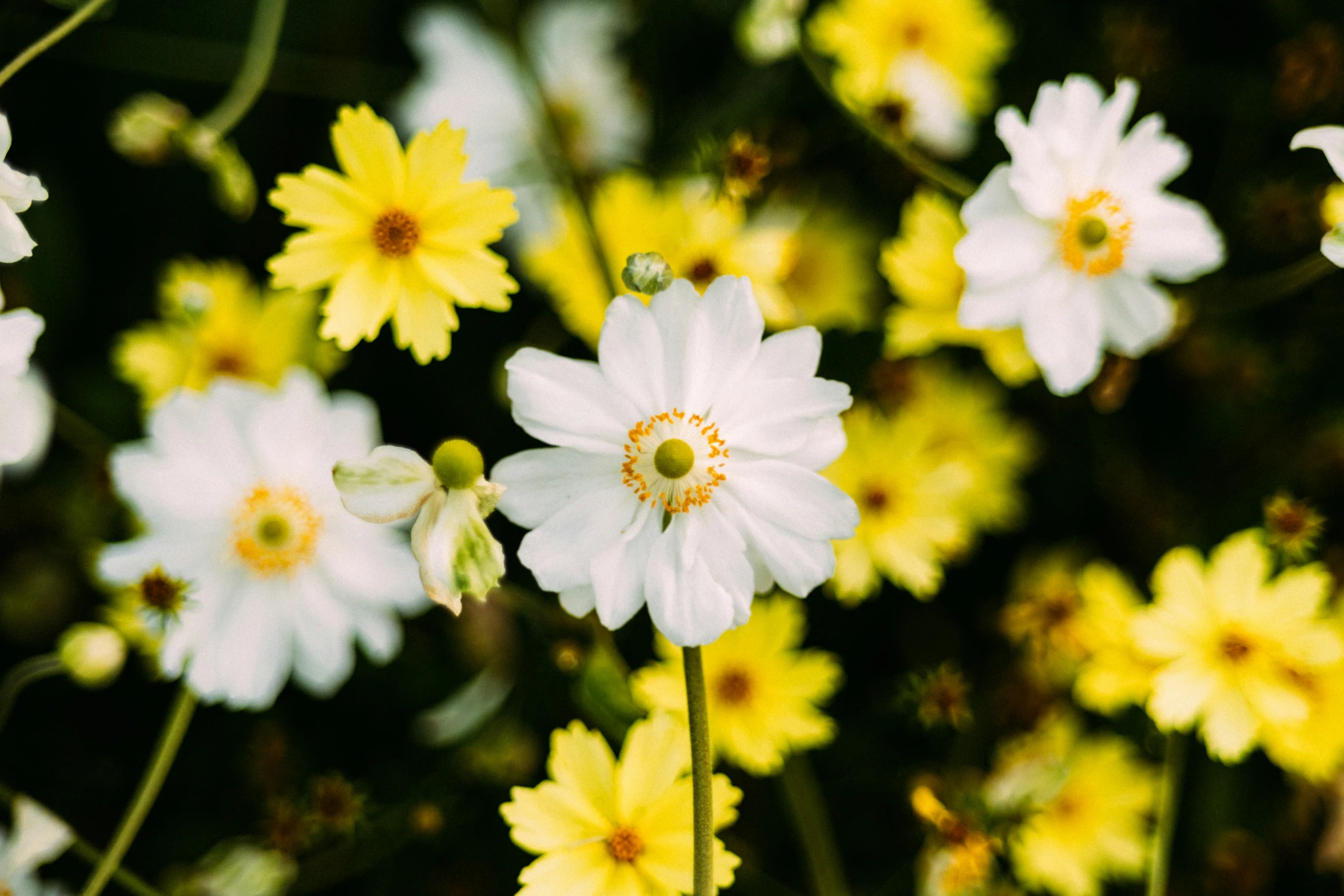 white flowers with yellow centers and green stems