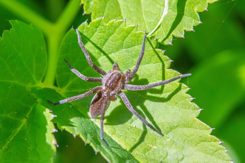 a spider sits on green leafy leaves