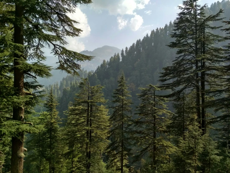 the forest is filled with tall trees near a mountain