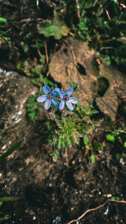 a small blue plant that is growing on the ground