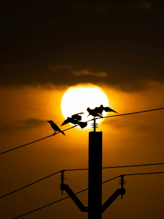 the birds are flying over power lines as the sun sets