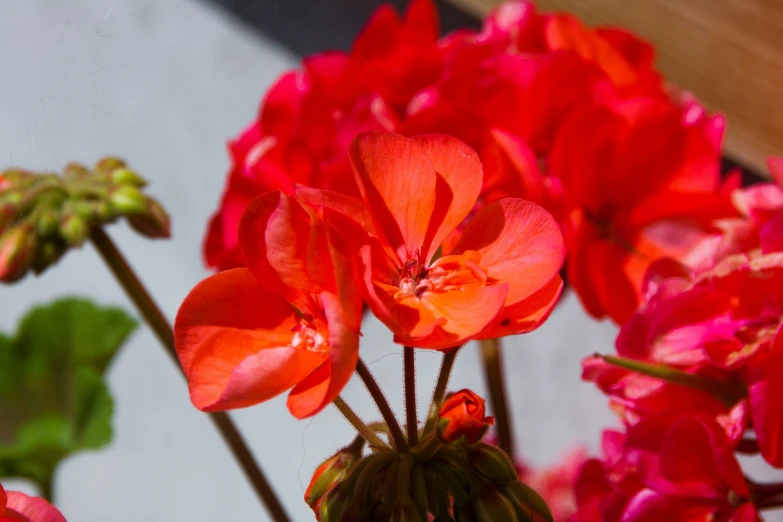 there is a large plant with red flowers