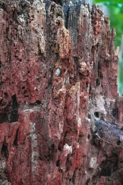 two birds are perched on the rocks together