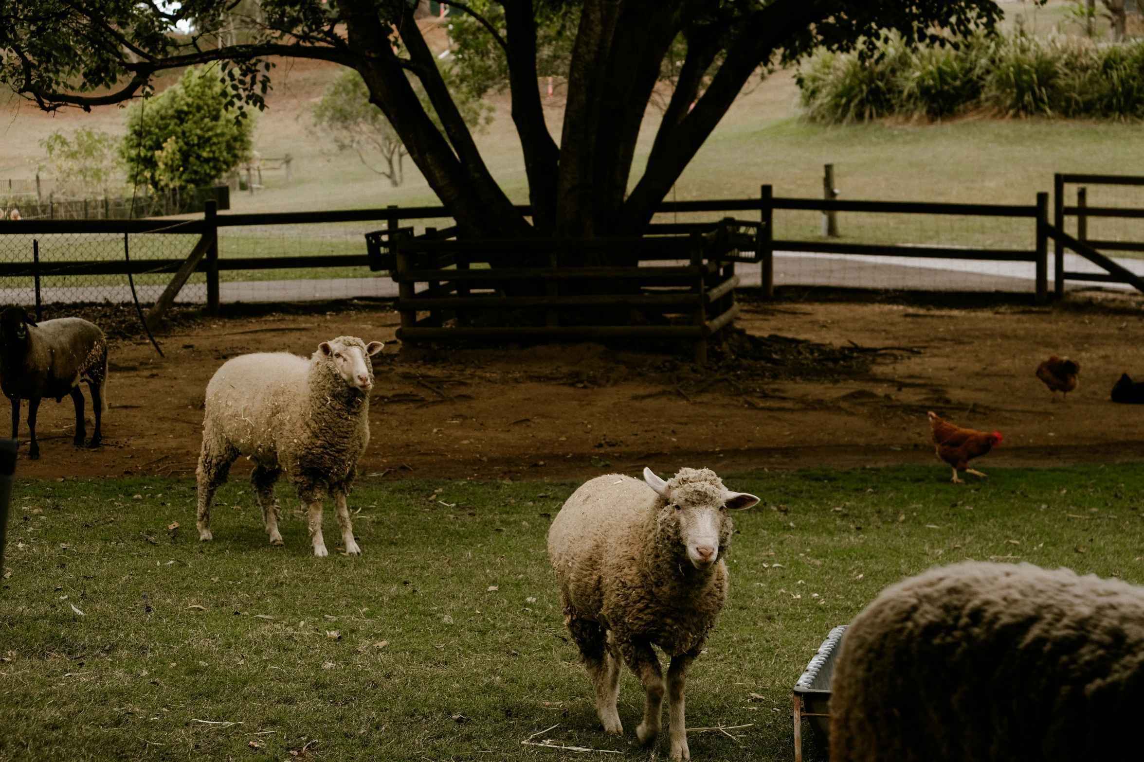 sheep standing in a fenced in pasture with chickens