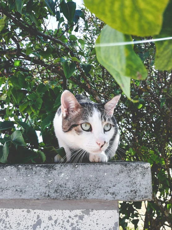 a cat perched on the top of a cement ledge