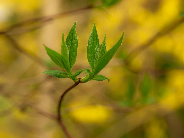 a green leaf is shown on a twig