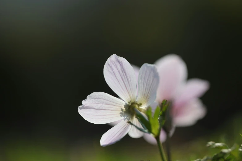 small flowers are growing inside a grassy area