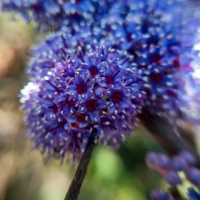 blue flowers blooming near each other in a garden