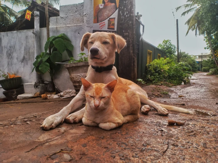 a large dog and cat sitting on a dirt floor