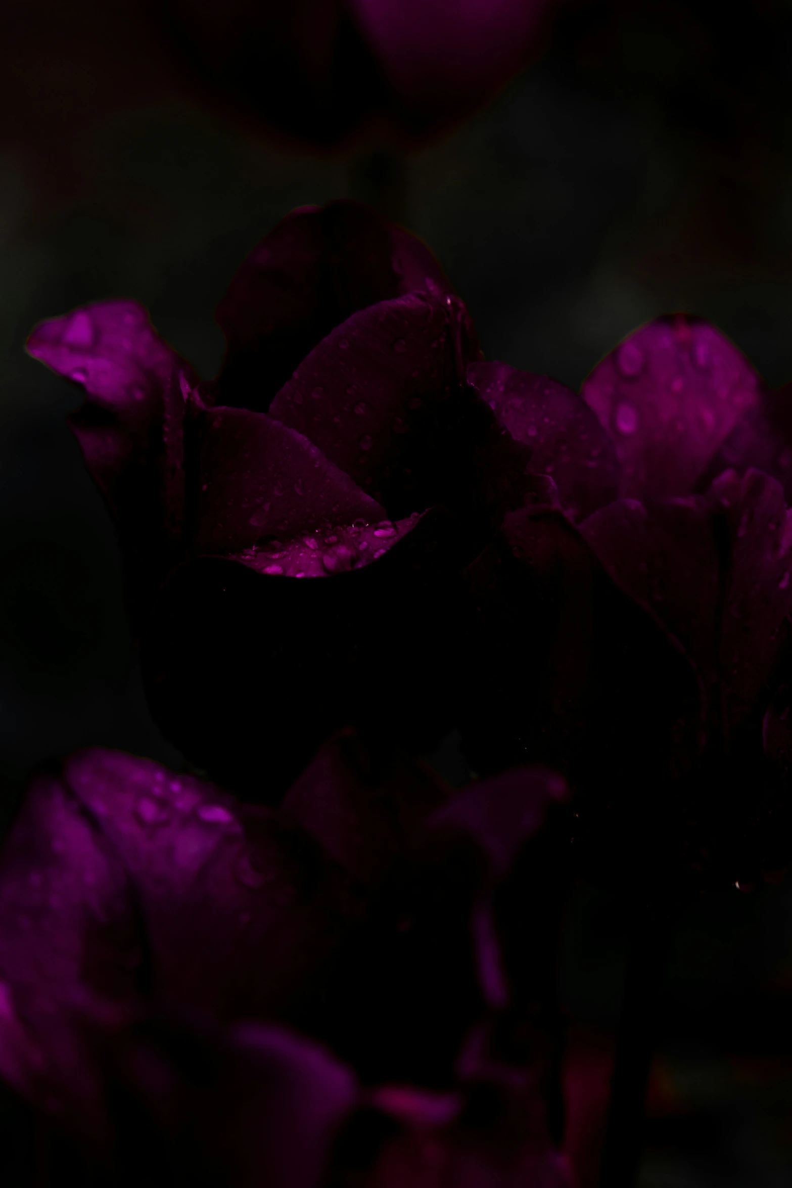 purple flowers with dew drops on them against a dark background