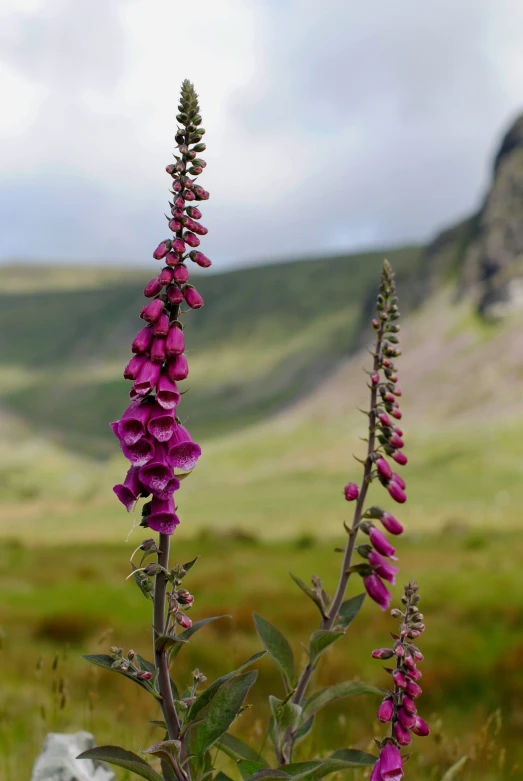 a purple flower on top of a tall purple flower