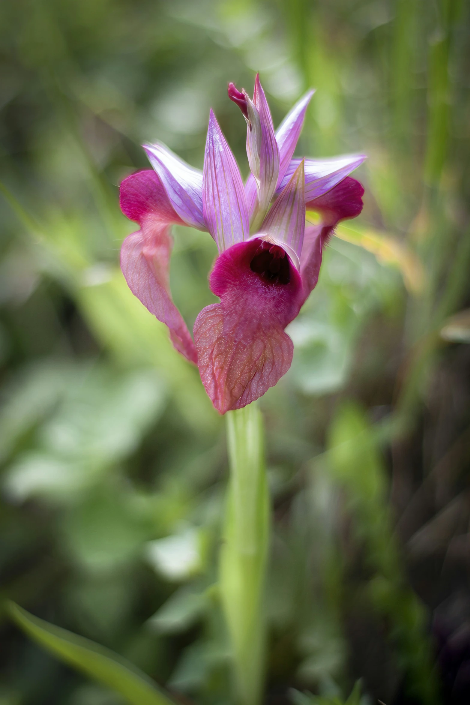 a large pink flower with petals in the grass