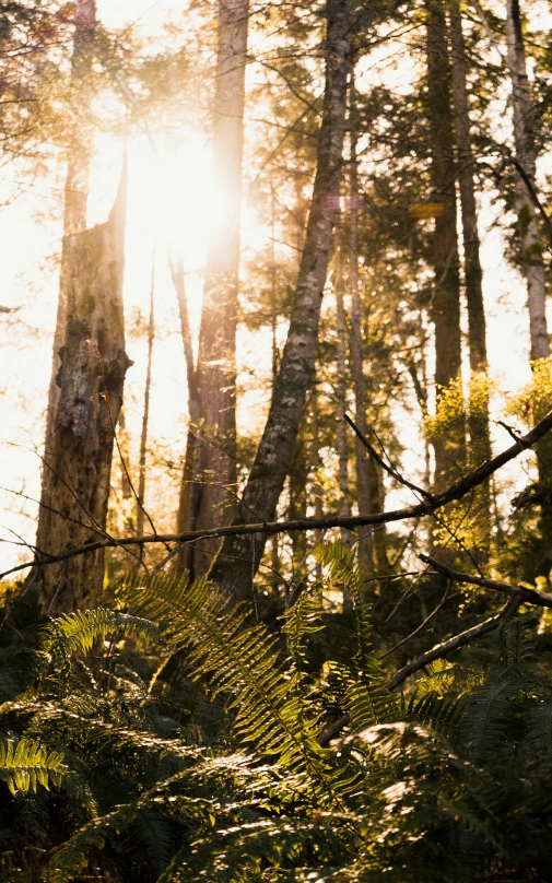 a view of some trees through the woods