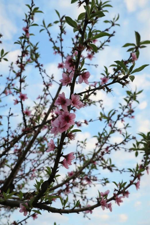 a nch with many flowers in the background