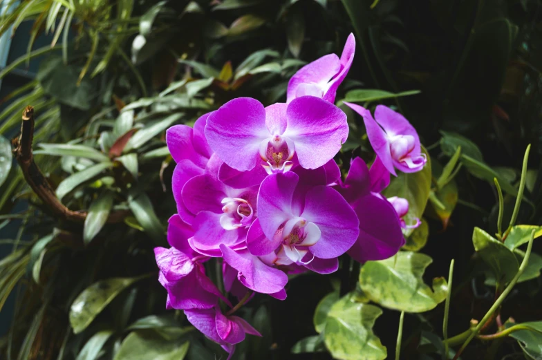 purple orchid flowers with green leaves behind them