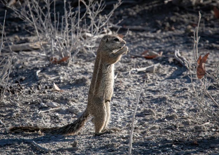 a small meerkat standing up against some thin grass