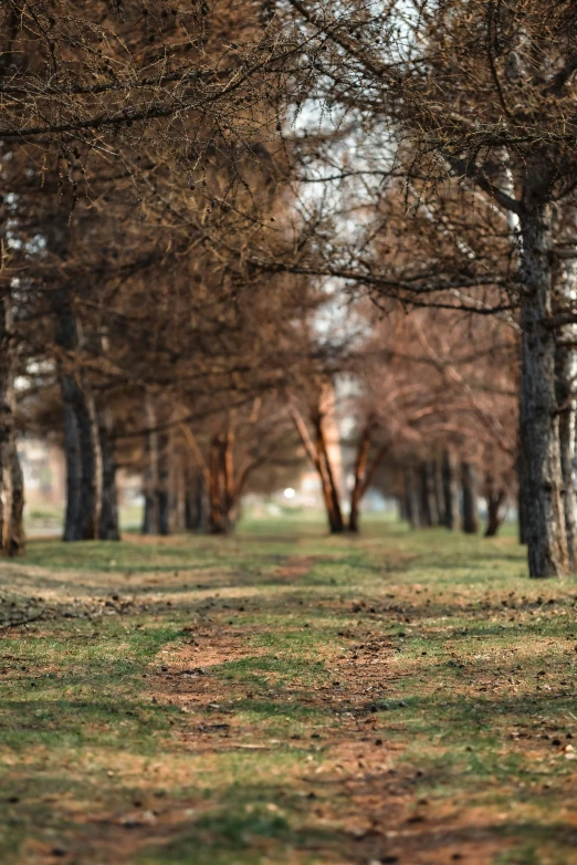 a couple of trees that are standing in the grass