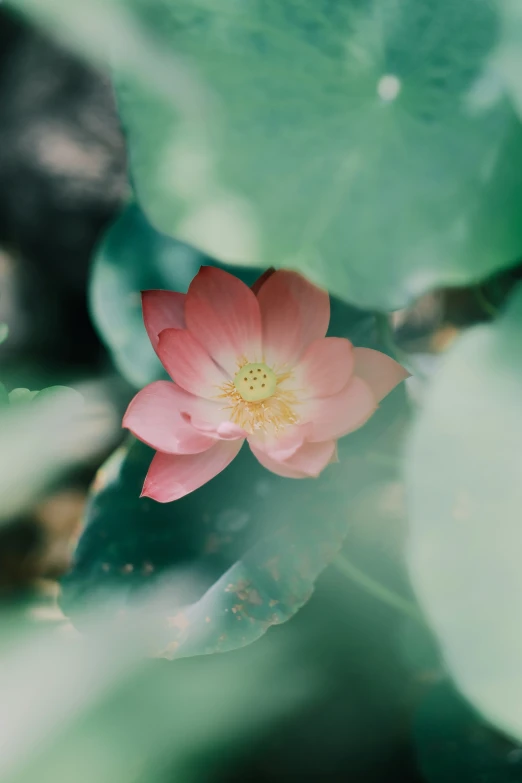 a pink and yellow flower is growing in a pond