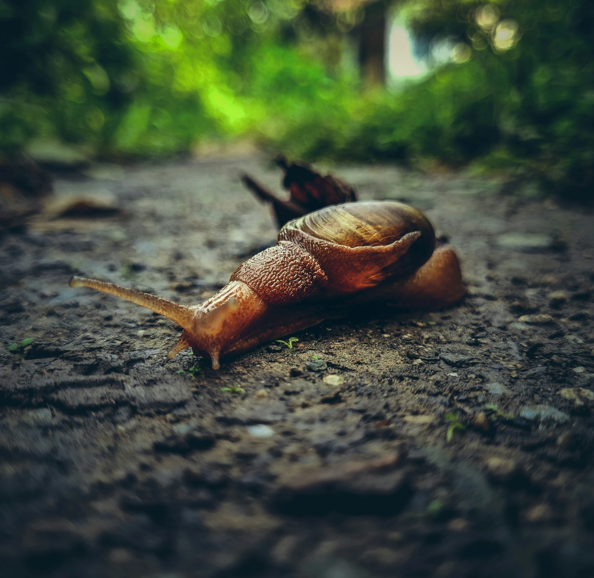 snail laying in a road near a couple of trees